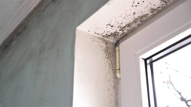 Best Crawl Space Mold Removal  in Verona, PA