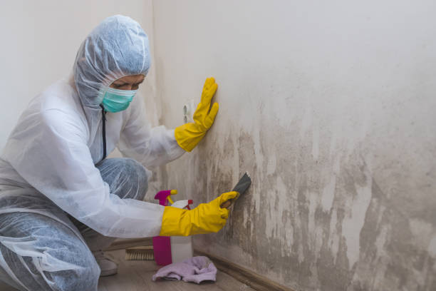 Best Residential Mold Removal  in Verona, PA