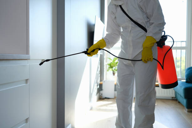 Best Mold Damage Repair  in Verona, PA
