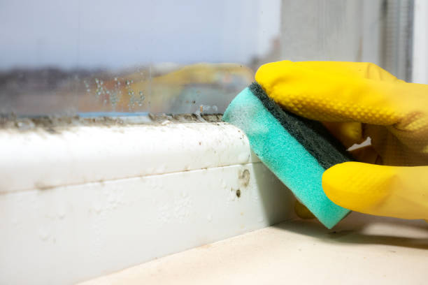 Best Emergency Mold Removal  in Verona, PA