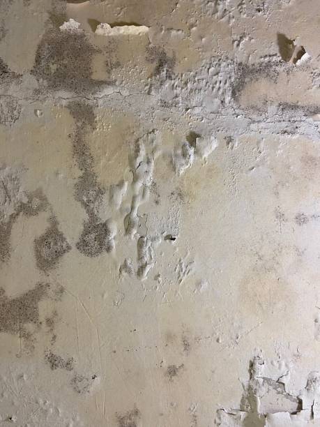Mold Testing and Removal in Verona, PA