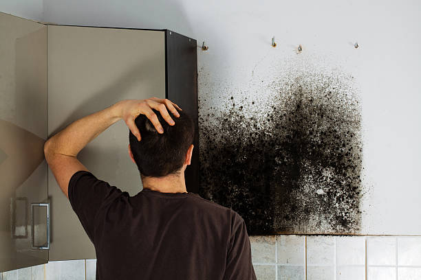 Certified Mold Removal in Verona, PA